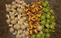 Trufas de chocolate