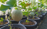 5 motivos para você plantar melão em casa e usufruir de todos os benefícios dessa fruta maravilhosa