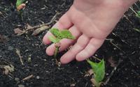 Lucia Borges, paisagista: "Se você vai plantar uma muda, não deixe a planta bamba"