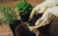 Essa plantinha é um tesouro para a sua casa: afasta moscas, decora o ambiente e ainda deixa as suas receitas deliciosas