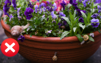 Adeus caramujos nas plantas: corte esse ingrediente ao meio e coloque-o no centro do jardim