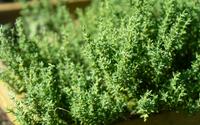 Nem alecrim, nem hortelã: a erva aromática fácil de cultivar em casa e que faz bem para a saúde do coração