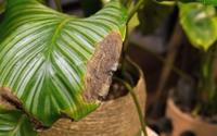 Poucas pessoas sabem, mas é por isso que as pontas das folhas das plantas secam