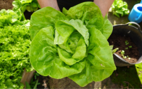 Nunca mais vai faltar salada na sua casa: veja como plantar alface do jeito mais simples possível