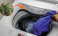 Por que as pessoas estão colocando alecrim na máquina de lavar? Truque inusitado pode trazer benefícios para as suas roupas