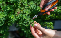 A planta aromática que ajuda o intestino a funcionar corretamente e mata germes