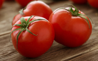 Essa é a forma correta de armazenar tomates maduros para durarem mais sem perder o sabor