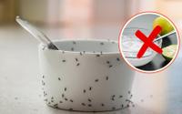 Livre-se das formigas na sua cozinha sem limão ou bicarbonato de sódio: uma solução natural eficaz