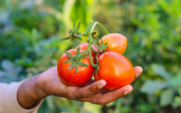 Nunca mais vai faltar tomate na sua salada: aprenda a como plantar esse alimento em casa!