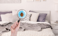 A sua cama é um paraíso pra você, mas também para bactérias, fungos, ácaros e vírus: lave na frequência certa lençóis e travesseiros