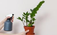 5 dicas para ter uma zamioculca saudável e bonita (poucas pessoas sabem da última)