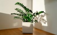 Para ter zamioculcas lindas, é preciso saber regar do jeito certo, e aqui está o truque japonês para isso!
