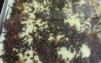 Pavê de bolacha maria