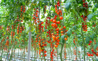 Chega de amarrar tomates em estacas: a técnica simples que economiza espaço e esforço