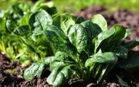 Depois que aprendi como plantar espinafre em casa, nunca mais precisei comprar no mercado, é muito fácil