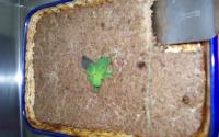 Kibe de forno