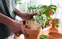 Aprendi com um jardineiro como ter costela-de-adão bem cuidada dentro de apartamento com passos simples