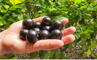 Como plantar jabuticaba em um vaso? É mais fácil do que você pode imaginar e dá para colher os frutos o ano inteiro