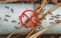 Poucas pessoas sabem: diga adeus às formigas no seu jardim com um desses 4 truques caseiros e naturais