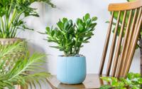 Segundo o Feng Shui, essa é a planta que empresários sempre devem ter por perto para atrair dinheiro