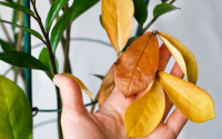 Pouca gente sabe, mas esse erro na adubação da zamioculca faz com que a planta fique amarelada e pare de crescer