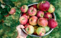 Como manter suas maçãs frescas por mais tempo com um truque antigo (e sempre longe das batatas!)