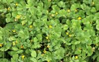 As múmias aprovam! Planta usada no antigo Egito para embalsamamento deixa a pele mais bonita e previne o envelhecimento precoce