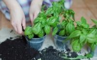Plante essa erva aromática em casa, ela pode ajudar a controlar a ansiedade (e ainda deixa a sua comida maravilhosa)
