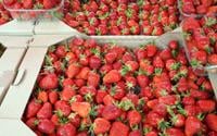 Nem geladeira, nem fruteira: esse é o lugar ideal para armazenar morangos para que a fruta não apodreça
