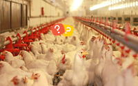 Gripe aviária no Brasil: é possível se contaminar comendo o frango? Saiba o que dizem os especialistas