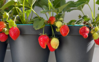 Palavra de horticultor: como cultivar morangos em casa para comer frutas suculentas o ano todo