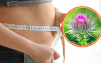 Estudo brasileiro revela que planta medicinal popular pode diminuir barriga e inflamações corporais