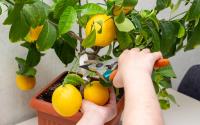 Adeus limão com agrotóxico: com quantos anos você descobriu que dá para plantar um limoeiro em apartamento?