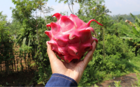 Já pensou em plantar pitaya em casa? Essa fruta rosa chama a atenção por onde passa e é muito fácil de ser cultivada