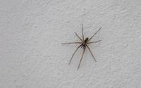 Cuidado com a infestação de aranhas: essas são as melhores dicas para mantê-las afastadas de casa e ter um ambiente mais seguro