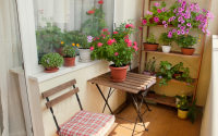 4 plantas que conseguem dar um toque especial na varanda de qualquer apartamento