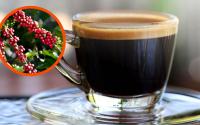 Nada de adeus ao café: o que os produtores brasileiros estão fazendo para salvar o seu cafezinho das mudanças climáticas e do calor excessivo