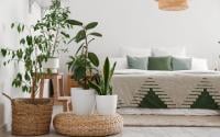As melhores plantas para ter no quarto do casal: elas ajudam a dormir melhor e ainda decoram o ambiente