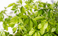 Os Estados Unidos consideram essa planta uma "erva da longevidade" melhor do que o chá verde e tão nutritiva quanto o ginseng (O Vietnã cultiva essa planta em grande quantidade!)