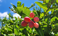 Essa é a fruta mais doce do mundo e existe um motivo: ela muda o sabor dos alimentos mais azedos (até do limão!)