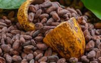 Sou nutricionista e garanto: "O cacau é o alimento com maior poder antioxidante do planeta e, além disso, gera neuroquímica cerebral positiva"