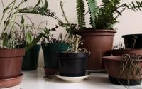 O que significa quando todas as suas plantas morrem, segundo a psicologia (a culpa pode ser sua!)