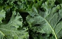 Este é o vegetal que fornece mais cálcio do que um copo de leite e mais vitamina C e antioxidantes do que a laranja