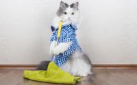 Esses são os produtos que você não deve usar para limpar a casa se tem pets; veja as melhores substituições