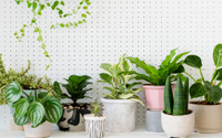 Aqui estão as 4 plantas que nunca devem ser colocadas dentro de casa e os motivos