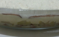 Gelado de abacaxi