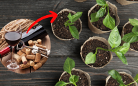 O seu jardim vai explodir com esse truque delicioso: você bebe o vinho e usa esse item nas plantas
