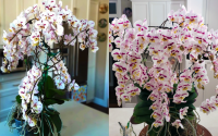 O conselho desse jardineiro que cultivou uma orquídea com 159 flores é valioso: "Eu não entendia isso até ter cultivado por vários anos"