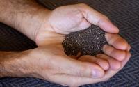 Sou nutricionista e garanto: "essa é a melhor forma de consumir sementes de chia e aproveitar suas proteínas"