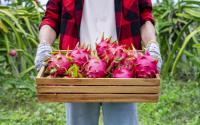 Como plantar pitaya em casa? Com essas dicas você terá essa fruta deliciosa sempre a mão
